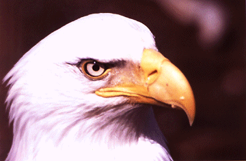 eagle