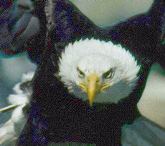 eagle